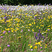 Wildblumenwiese und Insektenparadies (2 PicinPic)