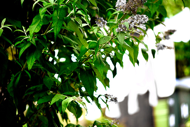 Buddleia and Washing (Second Appearance)