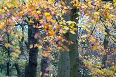 Shire Hill Wood - leaves in motion (2nd visit)