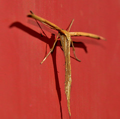 Moth. Emmilina monodactyla