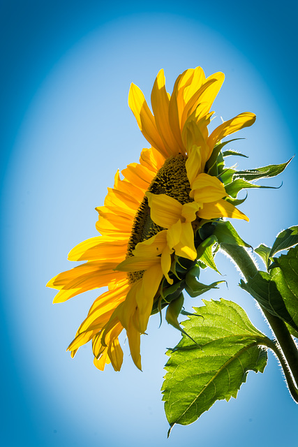 Sonne im Garten ...