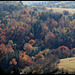 forêt rouillée