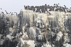 Guillemots