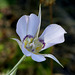 Sagebrush Mariposa Lily