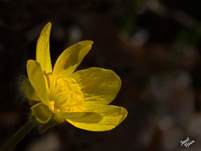 Pictures for Pam, Day 140: Glorious Buttercup