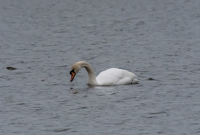 Mute swan