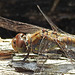 20210927 2952CPw [D~LIP] Große Heidelibelle (Sympetrum striolatum) [w], UWZ, Bad Salzuflen