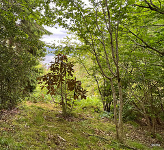 Abriachan, Loch Ness