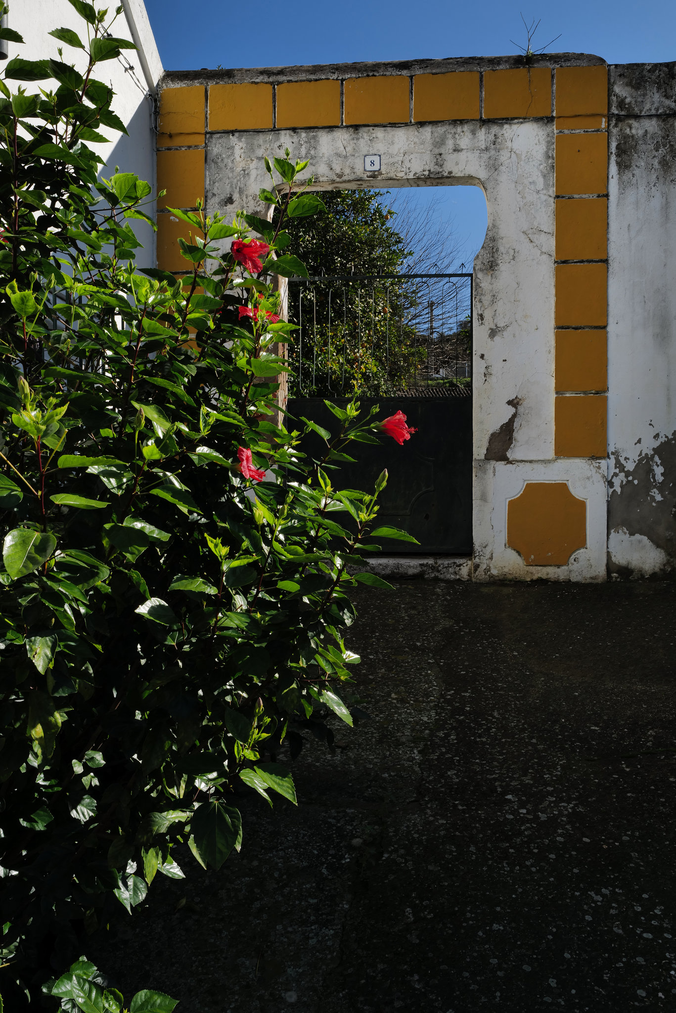 Hibiscus, Mértola , Além Rio