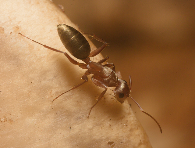 IMG 0695 Ant