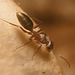 IMG 0695 Ant