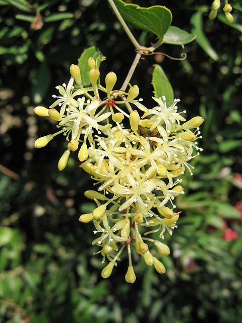 Smilax aspera - 2004-10-01--Ix500-IMG 0952