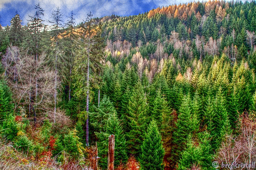 Waldgebiet an der Steinernen Renne