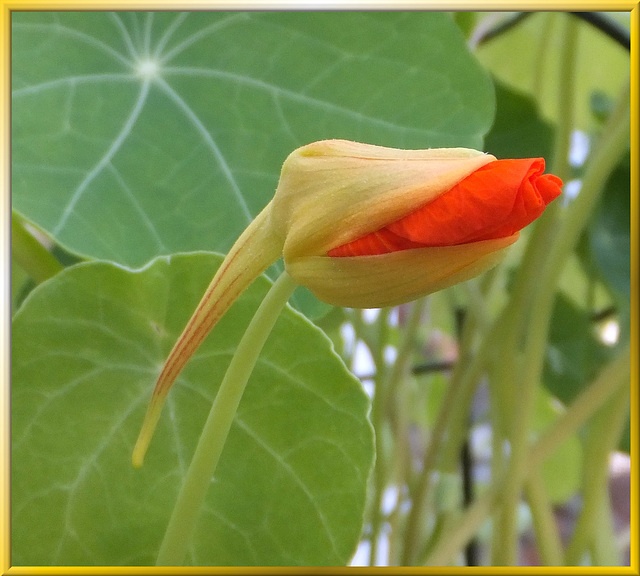 Kapuzinerkressen (Tropaeolum).  ©UdoSm