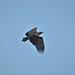 Seeadler