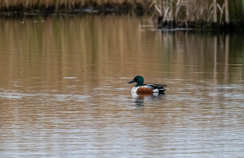 Shoveler duck