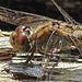 20210927 2954CPw [D~LIP] Große Heidelibelle (Sympetrum striolatum) [w], UWZ, Bad Salzuflen