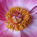 Cœur  de Pivoine ...........Bonne semaine @++