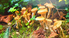 Pilzkolonie in unserem Garten