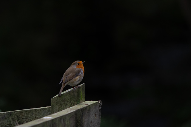 Robin