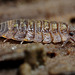 Woodlouse