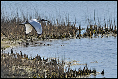 Ibis sacré DSC2931