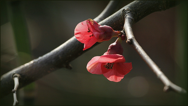 Fleur japonaise du coing :-)