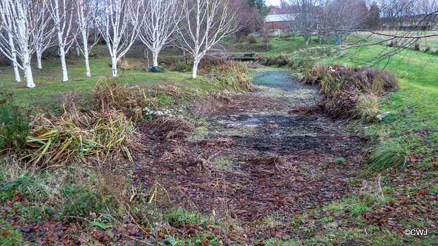 When the water table drops 15 feet, there are consequences for a natural pond! When the water table drops 15 feet, there are consequences for a natural pond!