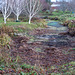 When the water table drops 15 feet, there are consequences for a natural pond!