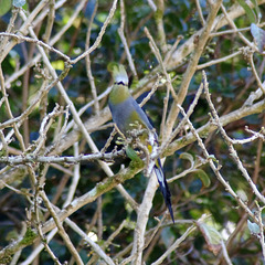 Long-tailed Silky-flycatcher