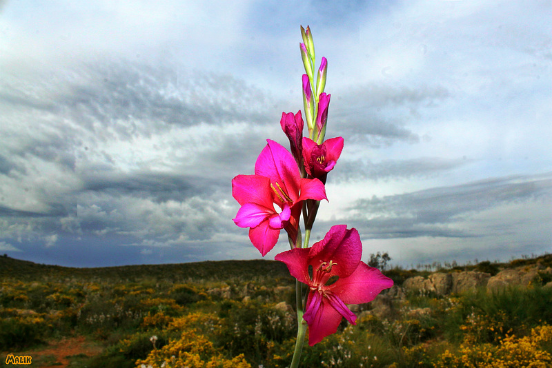 Fleurs sauvages....