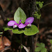 Fringed Milkwort