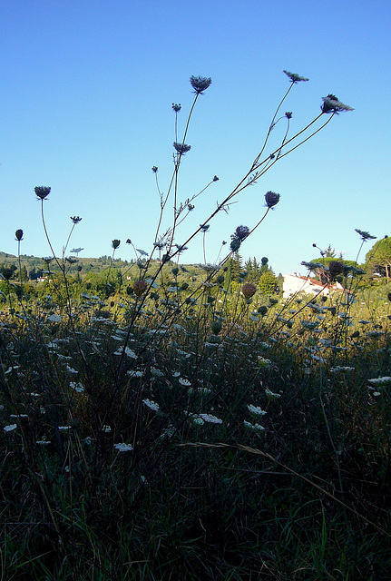 summer fields (with PIPS)