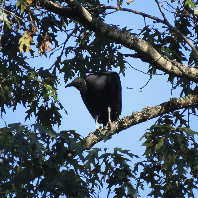 Black vulture (Coragyps atratus)