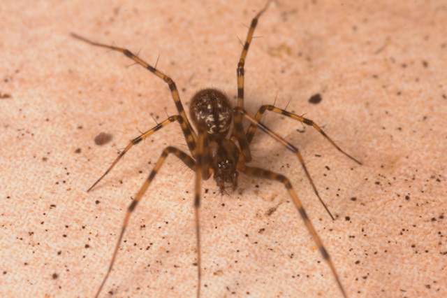 SpiderIMG 5518