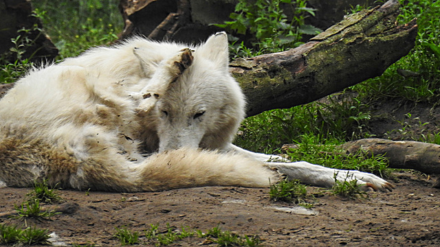 20210709 1482CPw [D~OS] Hudson Bay Wolf, Zoo Osnabrück