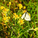 20210927 2955CPw [D~LIP] Jakobs-Greiskraut (Jacobaea vulgaris), Kohlweißling, UWZ, Bad Salzuflen