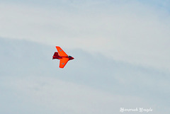 Modelflugschau in Neunkirch SH Schweiz