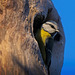 Die Blaumeise (Cyanistes caeruleus) auf Beobachtung :)) The Blue Tit (Cyanistes caeruleus) on observation :)) La Mésange bleue (Cyanistes caeruleus) en observation :))