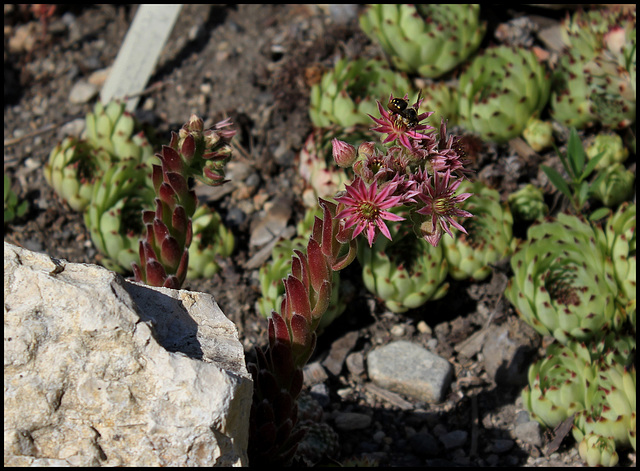 Collection des Sempervivum (14)