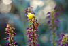 Yellow Blossom