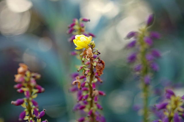 Yellow Blossom