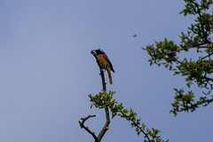 Redstart