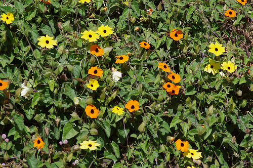 Black-eyed Susan