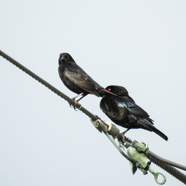 Day 5, Bronzed Cowbirds