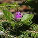 Fringed Milkwort