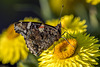 Red Admiral 02