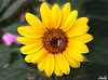 Tournesol