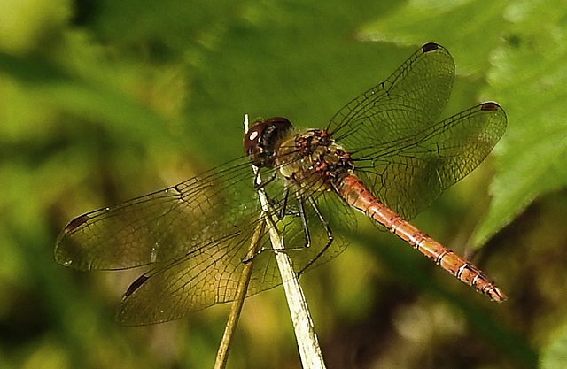 20210927 2958CPw [D~LIP] Große Heidelibelle (Sympetrum striolatum) [w], UWZ, Bad Salzuflen