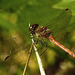 20210927 2958CPw [D~LIP] Große Heidelibelle (Sympetrum striolatum) [w], UWZ, Bad Salzuflen